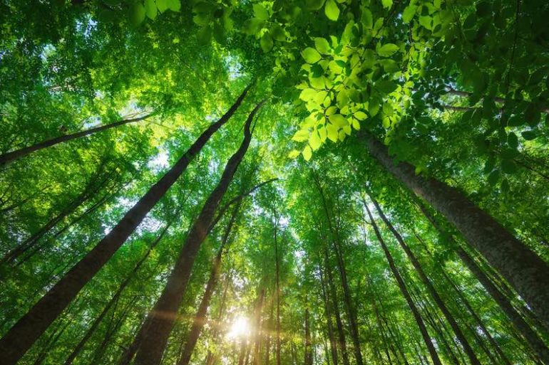 arbres - Publicité... et s’il suffisait de demander ?